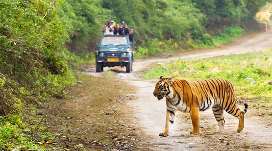 Jim Corbett Jungle Escape – Wildlife Adventure Tour